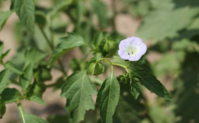 Apple of Peru Flowers Pictures