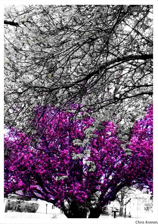 The Purple 
Power Stunning Photography Feature