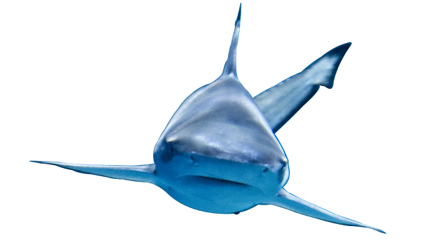 Shark Transparent PNG