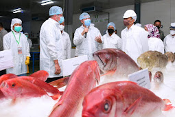 Jokowi Tinjau Unit Pengolahan Ikan dan Budidaya Rumput Laut 