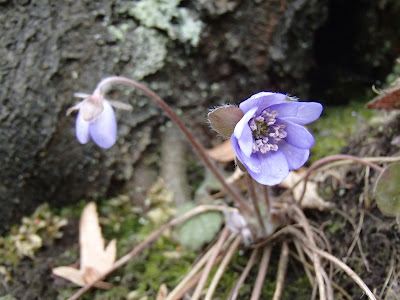 grzyby 2017, grzyby zimowe, grzyby nadrzewne, grzyby w lutym, poszukiwania wiosny, podkrakowskie dolinki, Dolina Będkowska, Sarcoscypha austriaca czarka austriacka