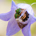 Native Bee Spotlight: Green Sweat Bees ~ Agapostemon spp.