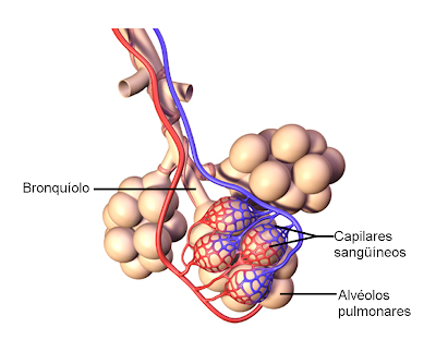 Bildergebnis für o sistema respiratório alveolos pulmonares