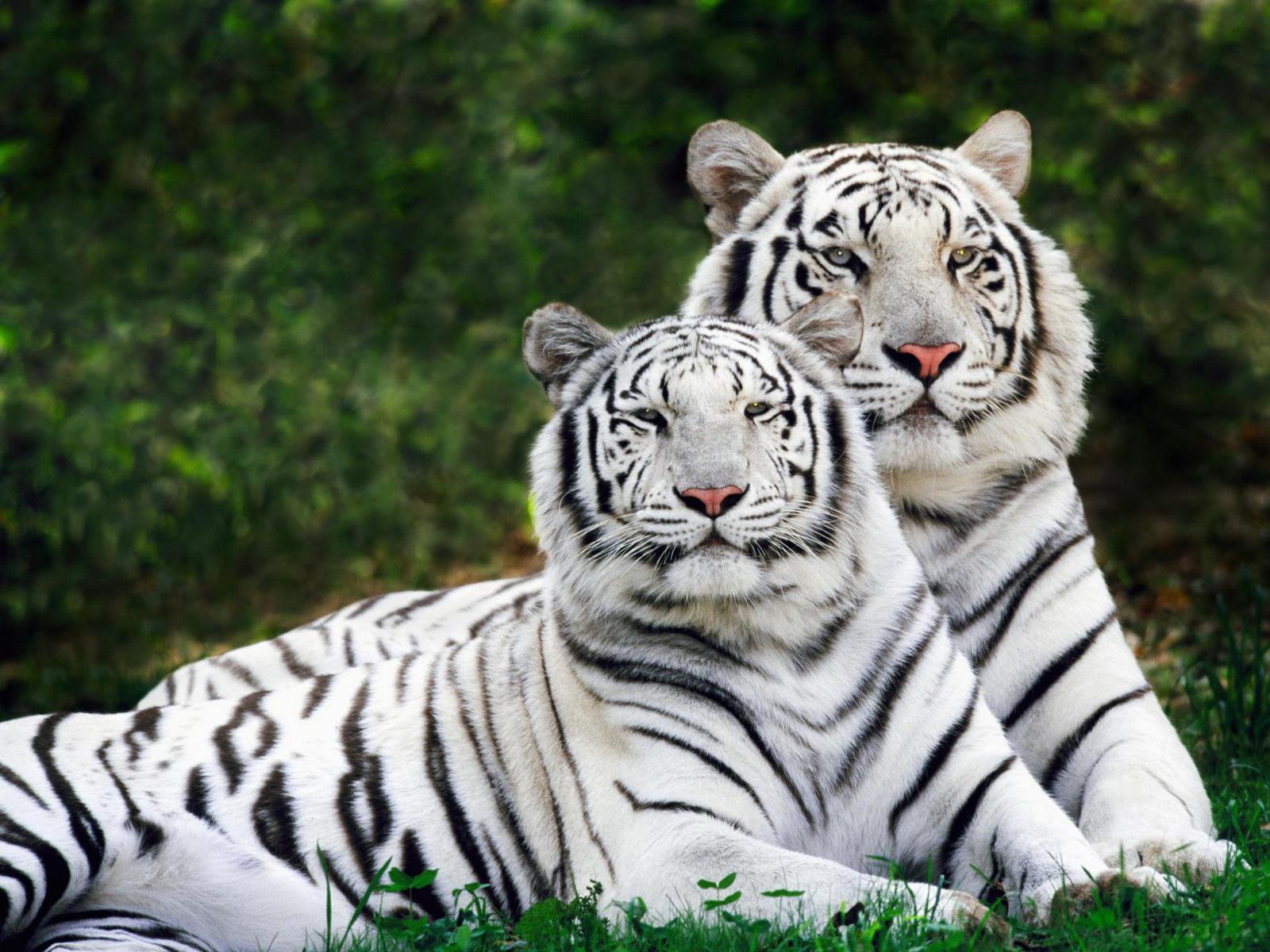 Harimau Putih Dam Background