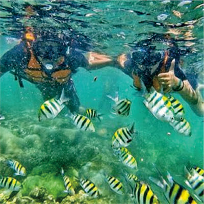 Image of Sonerkeling pantai Nglambor