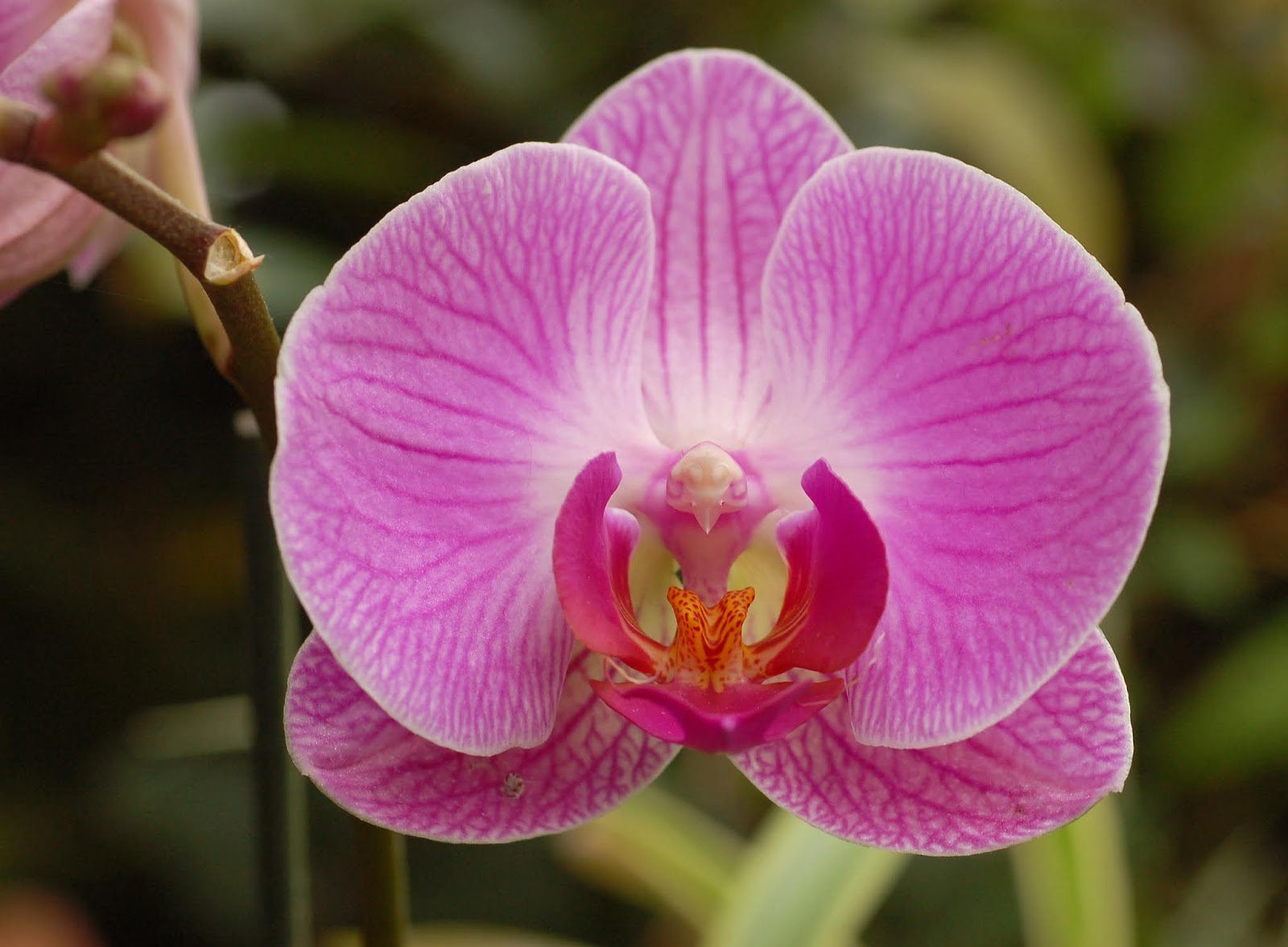 orchid flower pictures