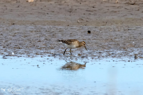 Pectoral sandpiper