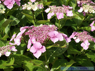 Hydrangea macrophylla - Hortensia à grandes feuilles - Hydrangée