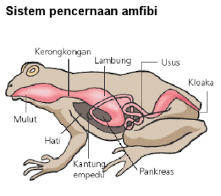 Sistem Digesti Pada Amfibi