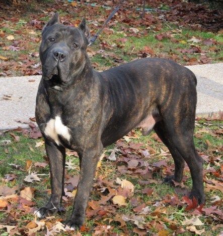 brindle-dog-breeds