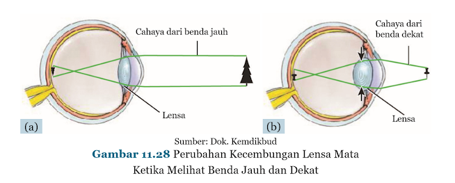 Perubahan Kecembungan Lensa Mata Ketika Melihat Benda Jauh dan Dekat