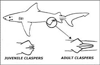 membedakan ikan hiu jantan dan betina
