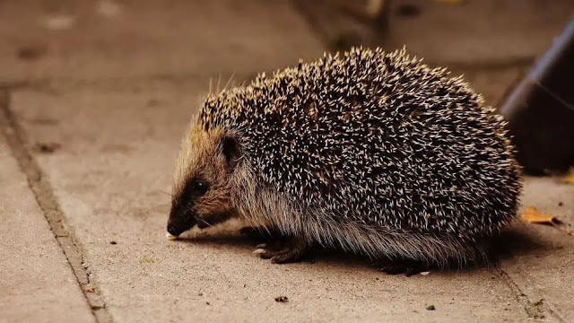 Hedgehogs | A unique spiny creature