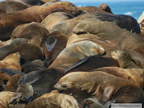 passeio para ver focas em Hout Bay