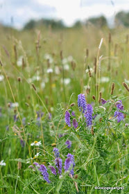 Field, Abingdon-on-Thames, Oxfordshire, UK