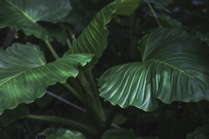 Alocasia