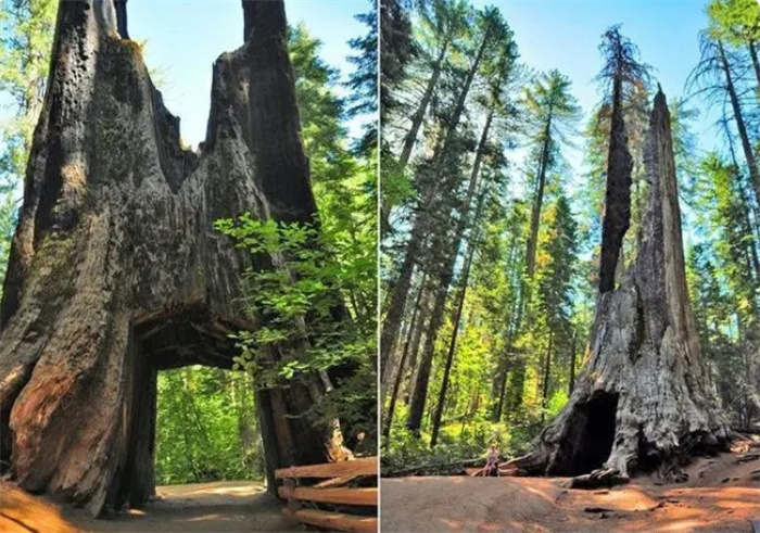 The World's Largest Tree: A 2000-Year-Old Wonder with an 8-Meter Diameter