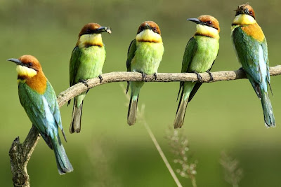 Abejaruco cabeza rufa Merops leschenaulti