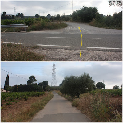 ARBRES SINGULARS, ARBRES REMARCABLES DEL PLA DE MANLLEU (ALT CAMP) I AIGUAVIVA (BAIX PENEDÈS), pas per la carretera T-244 al Pla de Manlleu en direcció a la Masia del Galofré