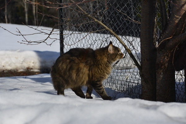 pus katt kattepus pusekatt