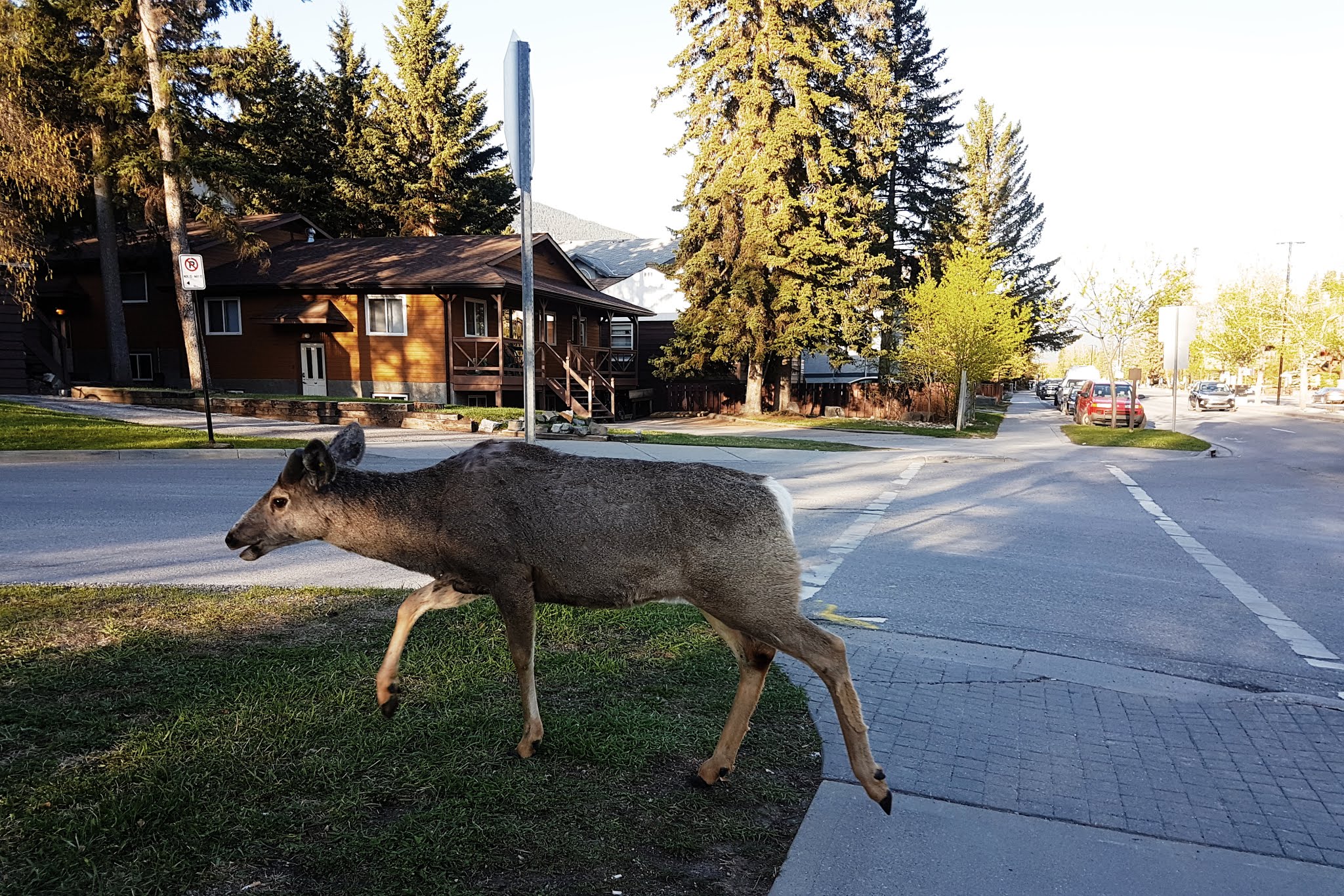 Elk at Banff National Park