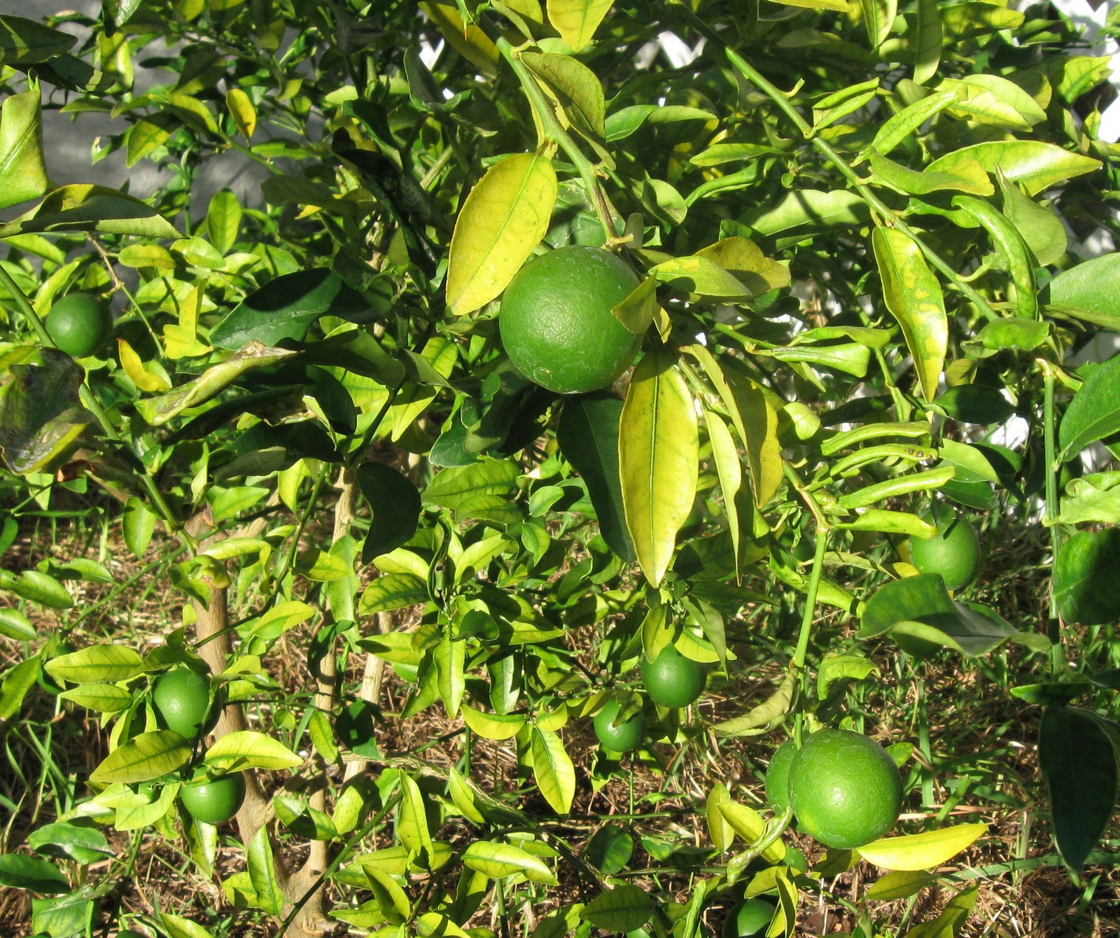 The Soap Artist: Tropical fruit trees