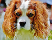 The Cavalier King Charles Spaniel is a small breed of dog