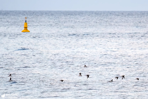 Manx shearwater