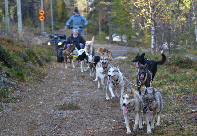 Lannavaara sweden, aurora borealis, noorderlicht lapland, herfst in lapland, aurora mountain lodge, rendier, korhaan, ruska, Lainio rivier, lingonberry, gele kruipbraam, Kuormakka mountain, Audrey Vanpoucke, beer, lynx, wolf, veelvraat, eland, lapland gastronomie, lapland food, sauna lake, husky, Viikusjarvi, sami, Pessinki Fjällurskog,  noorderlicht, joik, yellow cloudberry, jeneverbes, wilde paddenstoelen