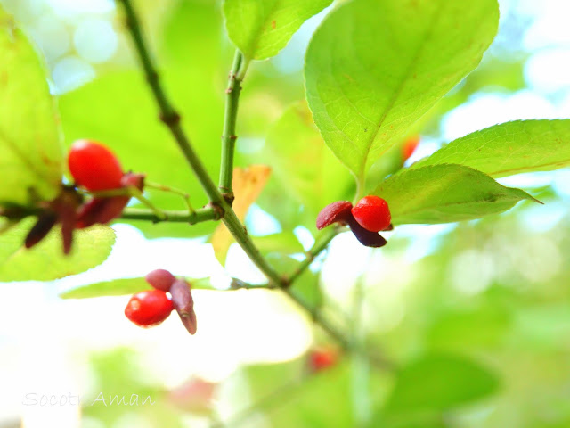 Euonymus alatus