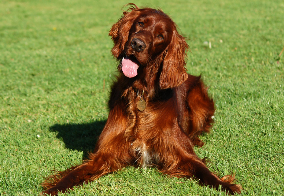 Everything About Your Irish Setter Luv My Dogs