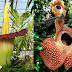Kerap Disamakan, Ternyata Ini Perbedaan Bunga Bangkai & Bunga Rafflesia