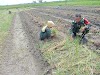 Dukung Ketahanan Pangan, Babinsa Bantu Petani Panen Bawang Merah