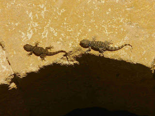 Slow travel in Andalucia Arcos de la Frontera geckos