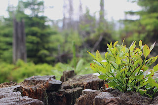 [Image Description] Close-up of plant life growing out of a stump. Forest landscape out of focus in background.