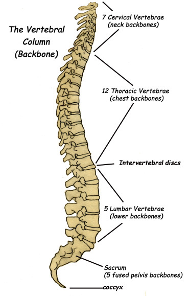 human skeleton labeled. spinal column.