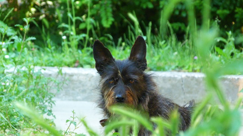 cane foto dog