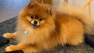 This photo Teddy pomeranian 4 years Old