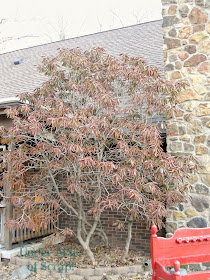 Frost bite on Rhododendron