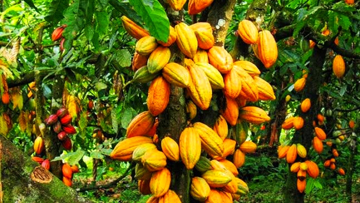 Nigeria’s Cocoa is more than gold, crude oil - Dr Ofuka