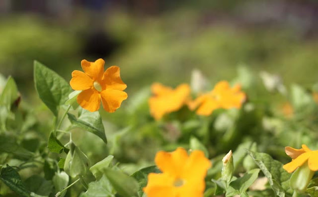 Black-Eyed Susan Vine Flowers Pictures