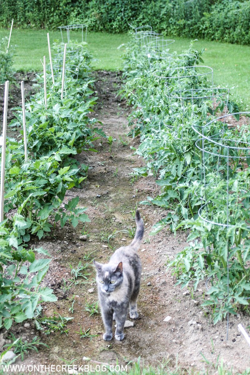 Tomato plants in the garden | On The Creek Blog