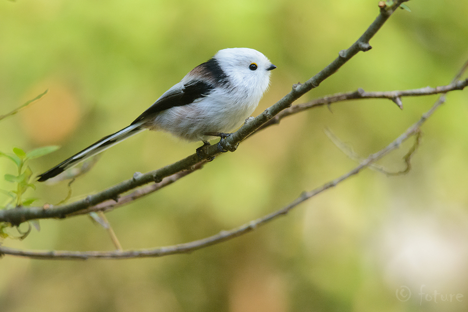 Sabatihane, Aegithalos caudatus, Long-tailed Tit, tihane