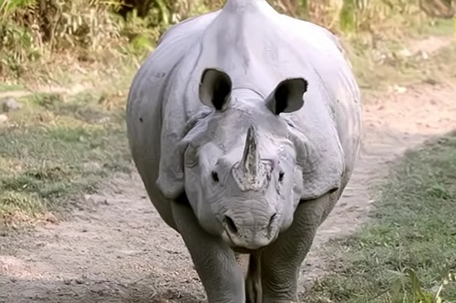 national park in assam