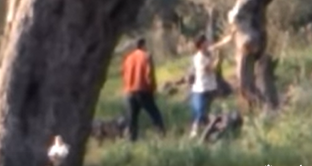 Δείτε ποια είναι τα «τρωκτικά » που κόβουν τα αιωνόβια δέντρα της Μόριας (Βίντεο)