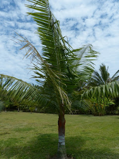 Palmier nounours - Palmier ours en peluche - Dypsis leptocheilos