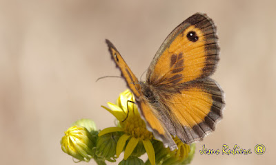 Pyronia cecilia de la colección de fotografías de Jesús Rubiera