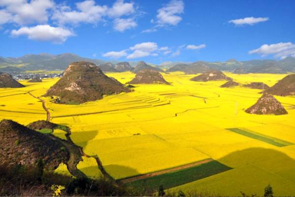 Yellow Flowering Rapeseed In China