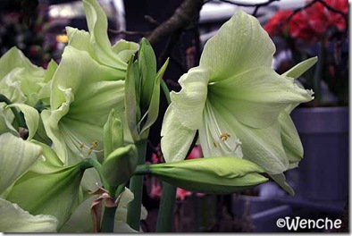 Hippeastrum-Luna-(2)