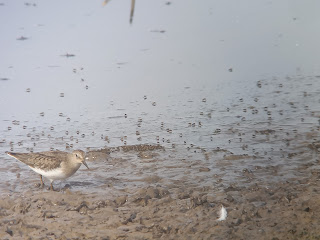 Temminck's Stint